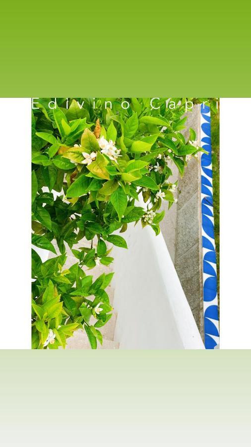 Suites Edivino Design Capri Esterno foto